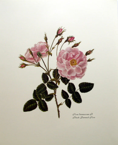 Rosa Damascena