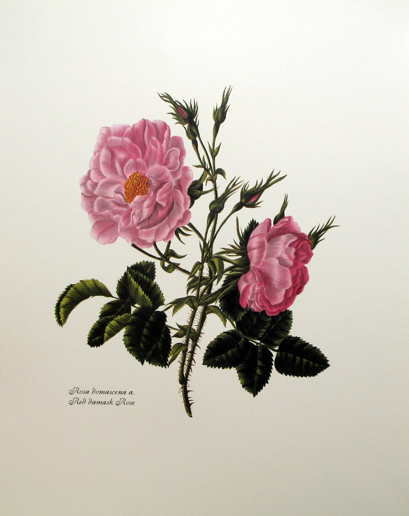 Rosa Domascena A. - Red Damask Rose