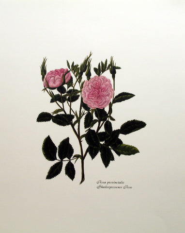 Rosa Provincialis - Shailerprovence Rose