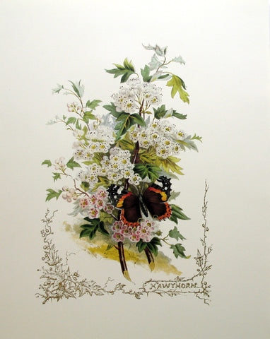 Hawthorn (Victorian Flowers), by Paul Jerand 346