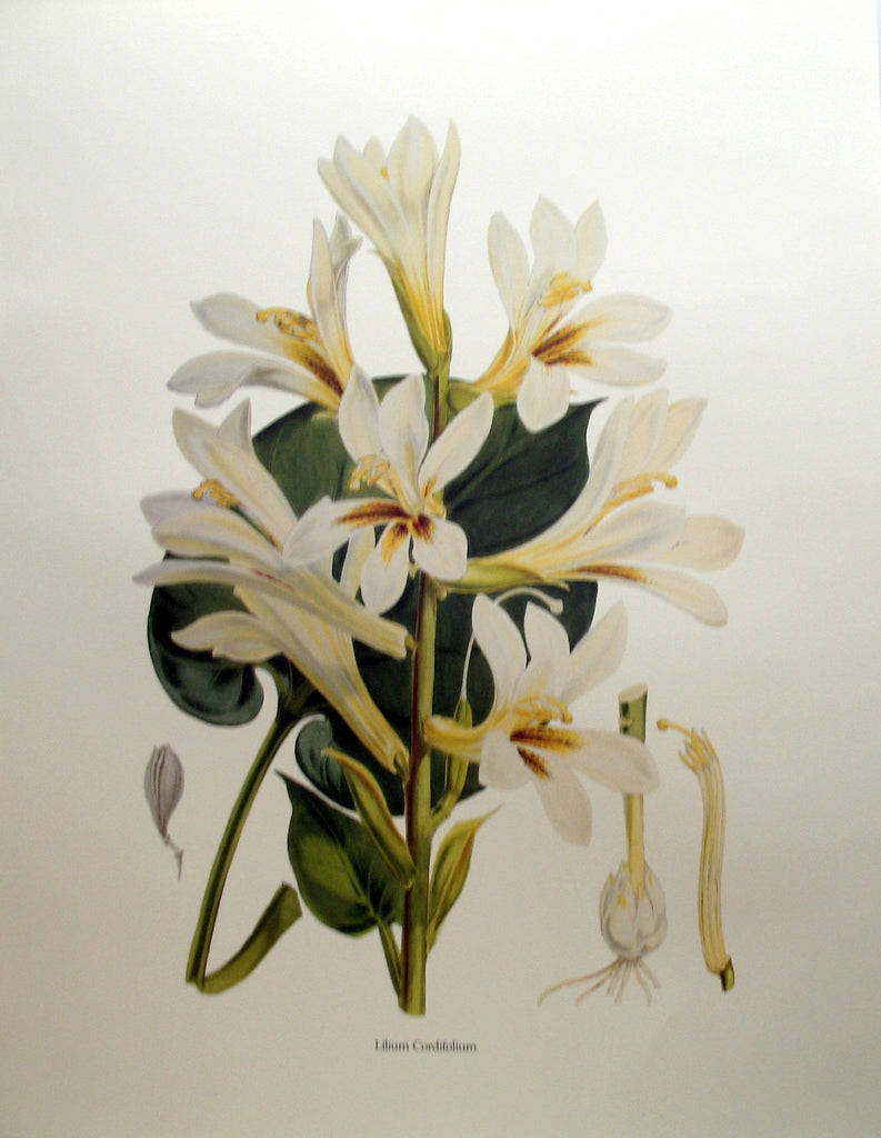 Lilium Cordifolium, by H. J. Elwes