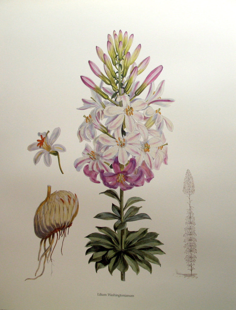 Lilium washingtonianum, by H. J. Elwes