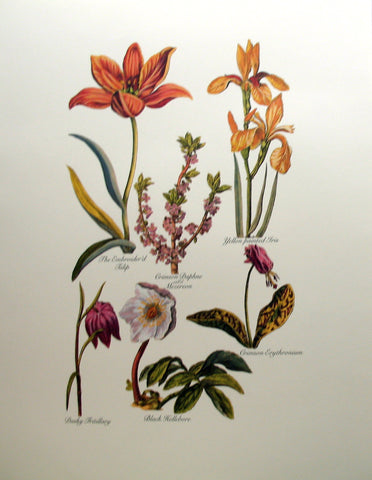 Tulips (3), by John Hills Eden