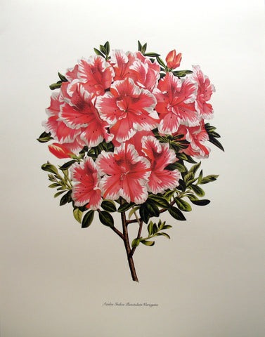 The Floral Garden (5)
