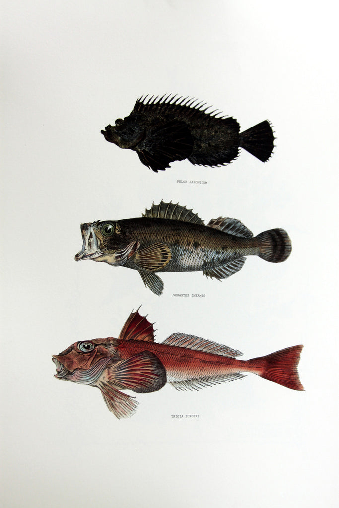 Japanese Fishes (412)