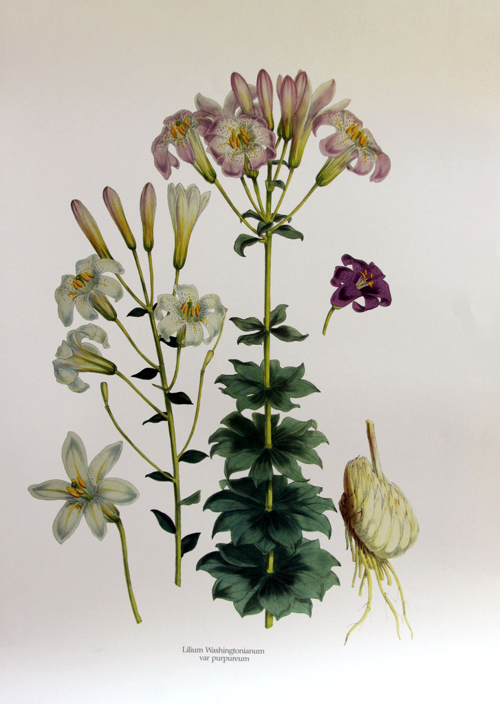 Lilium washingtonianum var purpureum, by H. J. Elwes