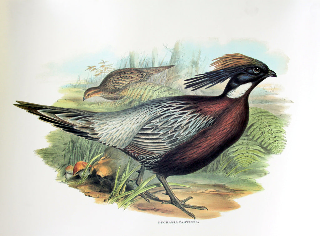 Pheasants - Pucrasia Castanea