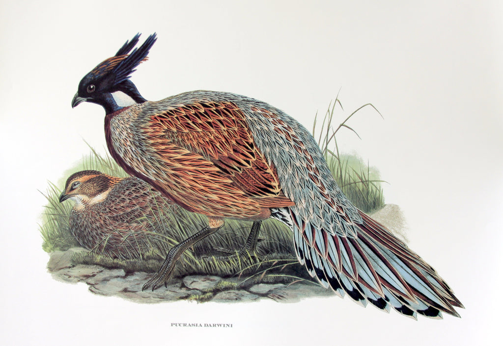 Pheasants - Pucrasia Darwini