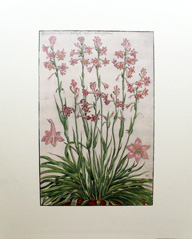 Rabel's Theatrum Florea - Hyacinth 591
