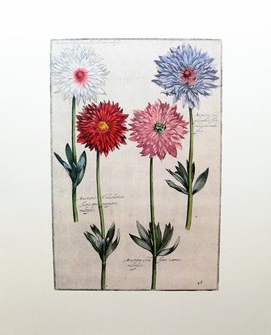 Rabel's Theatrum Florea - Anemone Chalcedonica 593