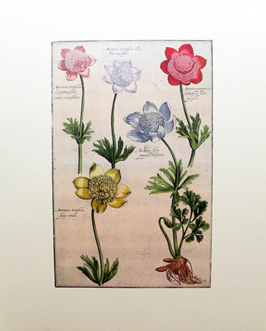 Rabel's Theatrum Florea - Anemone Tennefolia 594