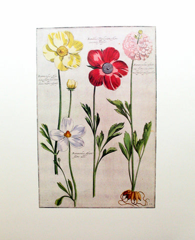 Rabel's Theatrum Florea - Ranunculus 595