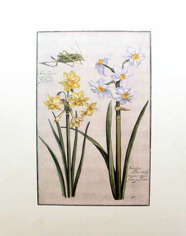 Rabel's Theatrum Florea - Narcissus 596