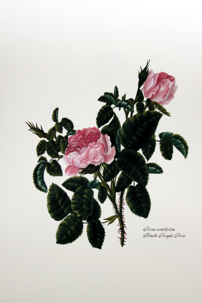 Rosa centrifolia - Blush Royal Rose, by Mary Lawrence
