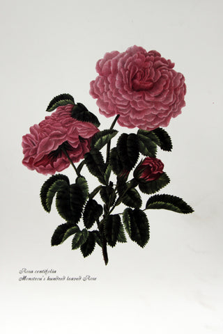 Rosa centrifolia - Monstrou's houdred leaved Rose