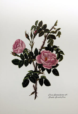 Rosa Spinasifsima A. - Double Scotch Rose