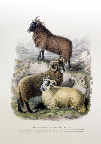 Prize Bulls and Sheep - Sheep of the Higher Welsh Mountains