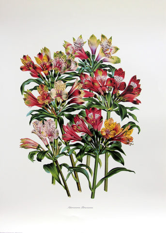 The Floral Garden (2)