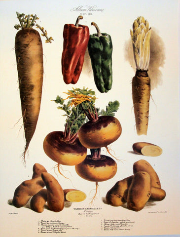 The Vegetable Garden (AV27)