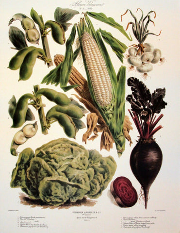 The Vegetable Garden (AV31)