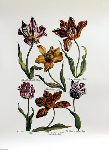 Tulips (2), by John Hills Eden