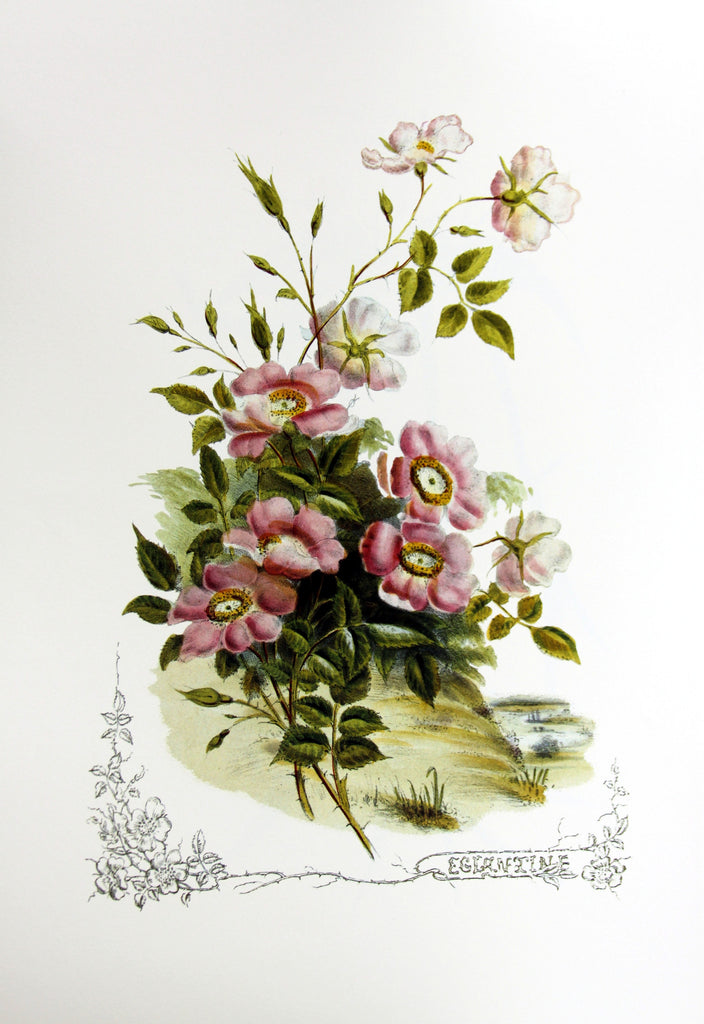 Eglantine (Victorian Flowers), by Paul Jerand 347