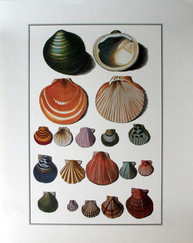 Shells (338)