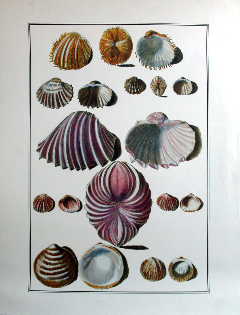 Shells (339)
